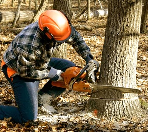 Tree Removal in Shipman, VA